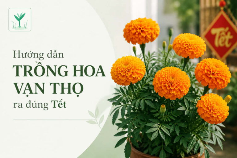 Hướng dẫn kỹ thuật trồng và chăm sóc hoa vạn thọ chơi Tết 2027